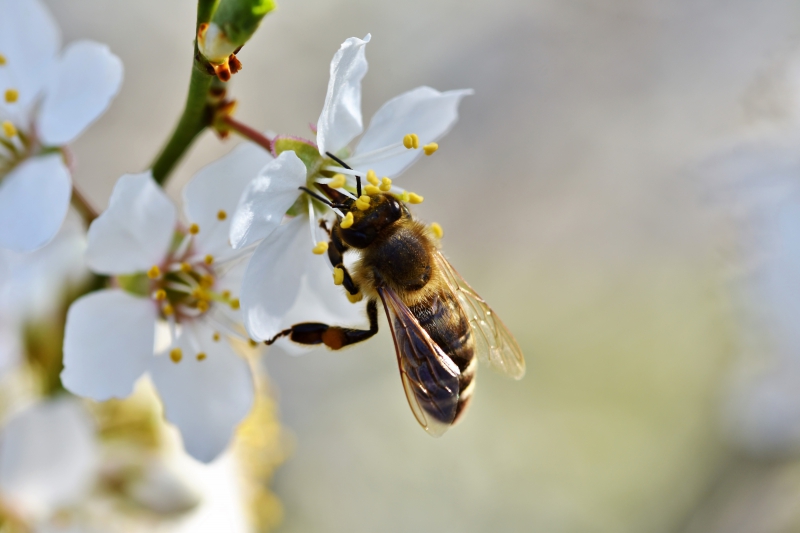 jardinerie-TOUDON-min_bee-4092986